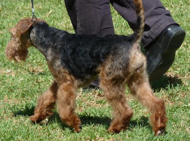 Welsh Terrier