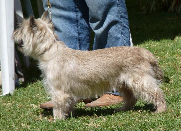 Cairn Terrier