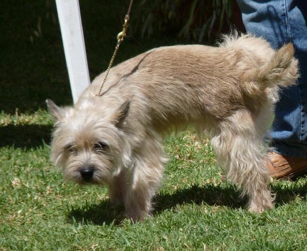 Cairn Terrier