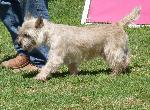 Cães