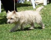 Criadores de cães Cairn Terrier
