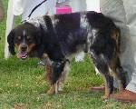 Cães
