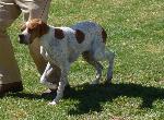 Cães