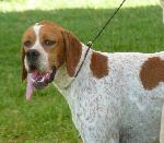 Cães