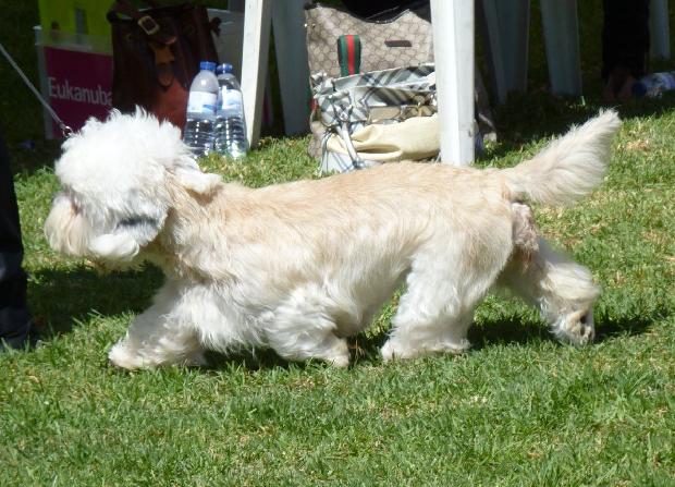 Dandie Dinmont Terrier