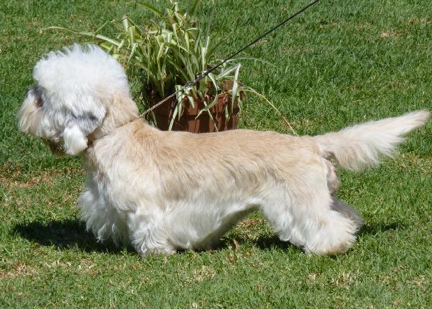 Dandie Dinmont Terrier
