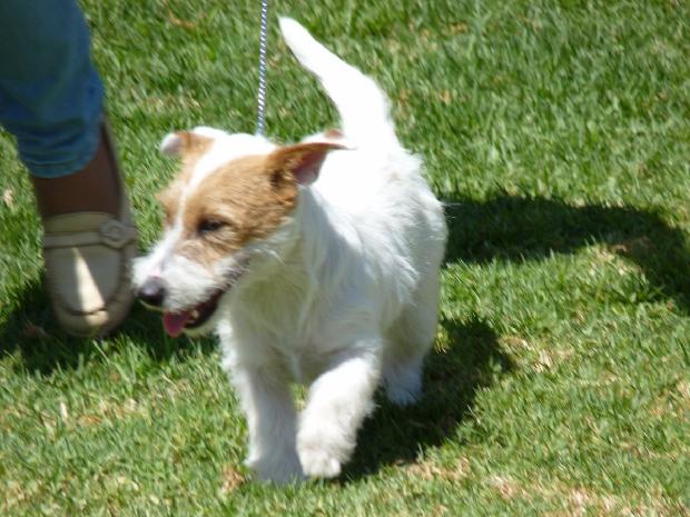 Jack Russel Terrier