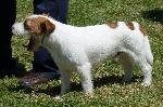 Cães