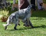 Cães