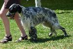 Cães