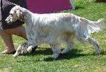 Cães
