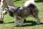 Cães