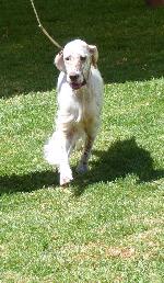 Cães