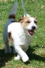 Cães