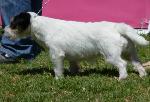 Cães