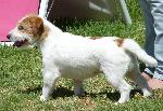 Cães