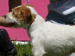 Cães