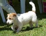 Cães
