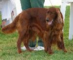 Cães