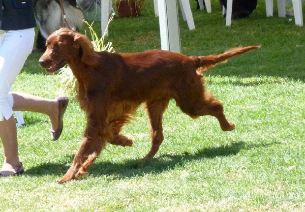 Setter Irlandês Vermelho