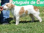 Cães