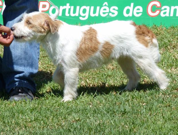 Jack Russel Terrier