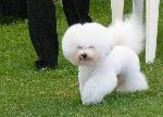 Cães