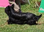 Cães