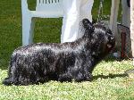 Cães