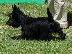 Cães