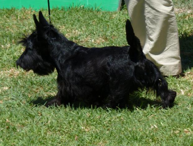 Terrier Escocês