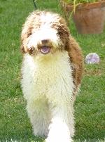 Cães