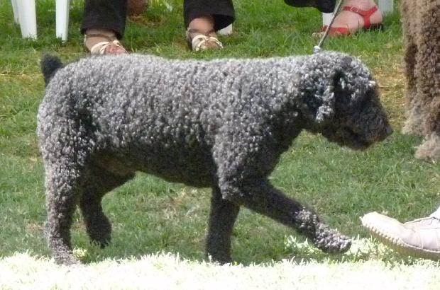 Cão de Água Espanhol