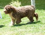 Cães