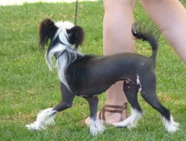 Cão de Crista Chinês
