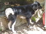 Cães