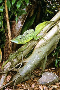 Basilisco