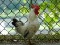 Galo