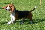 Basset Artésien Normand