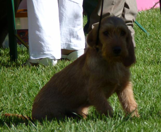 Basset Fauve de Bretagne