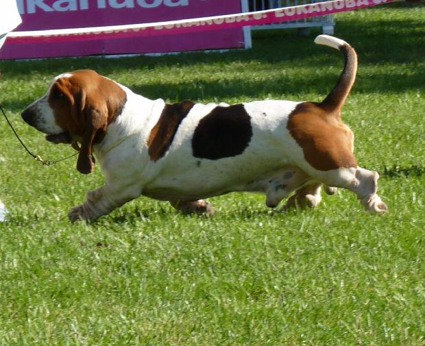 Basset Hound