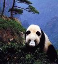 Panda gigante