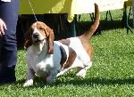Cães