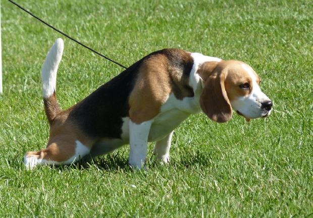 Beagle