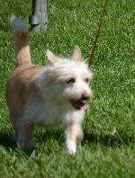 Cães