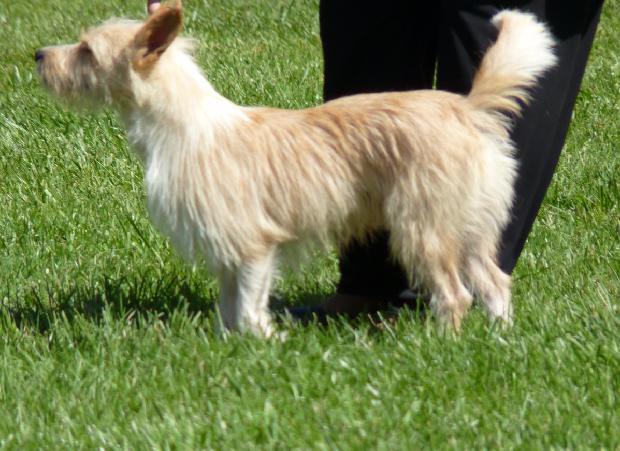 Podengo Português Pequeno de Pêlo Cerdoso