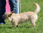 Cães