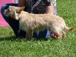 Cães