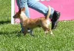 Cães