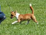 Cães